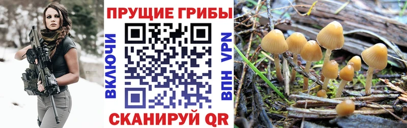 Купить  Кириши  Галлюциногенные грибы мухоморы 